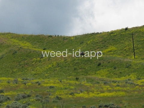 woad, dyer's